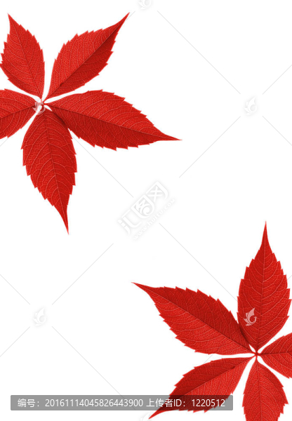 紅秋葉緣