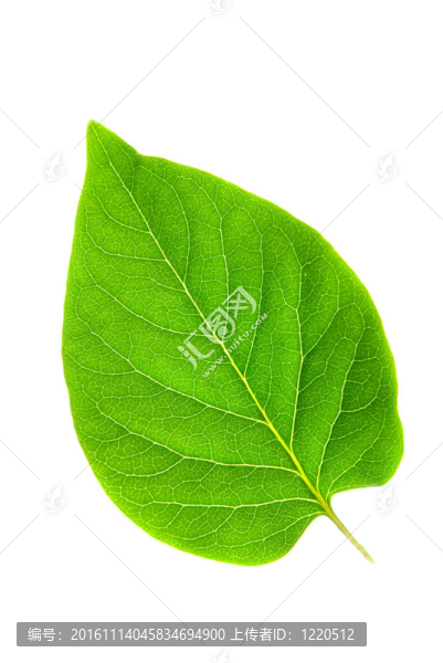 孤立白色背景下的綠葉