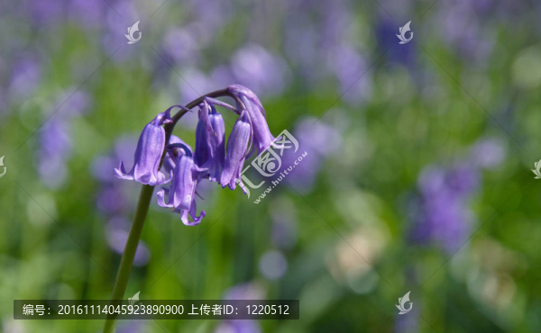 單花上模糊的blubells背景秸稈