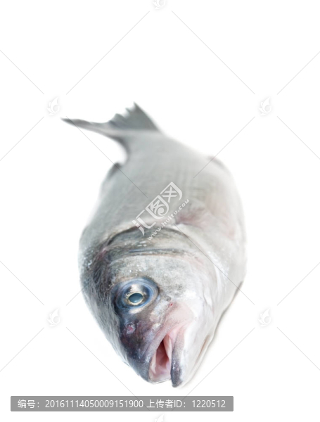 黑鱸