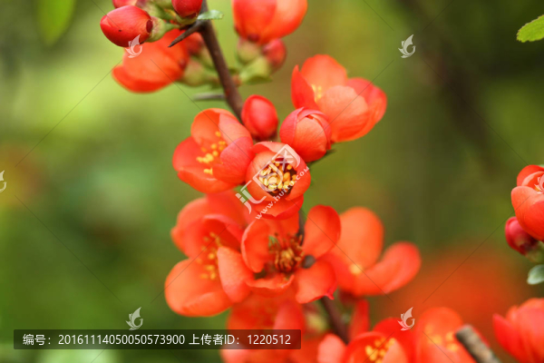 木瓜開花