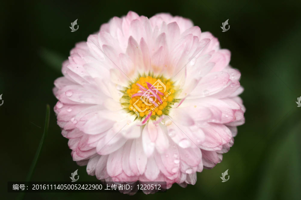 一個(gè)雛菊