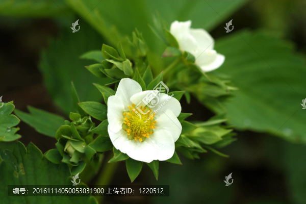 草莓花