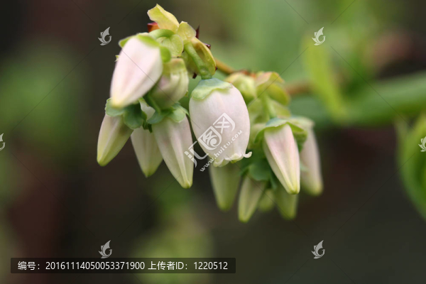 藍(lán)莓花