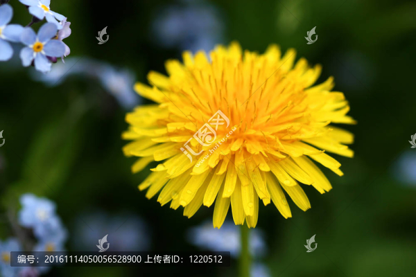 蒲公英和勿忘我花