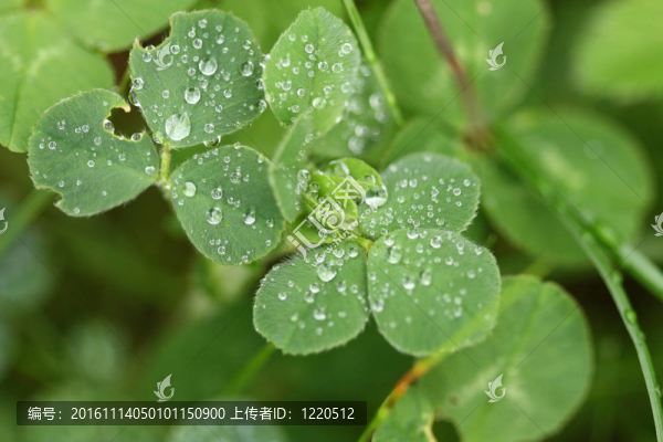 帶水滴的三葉草