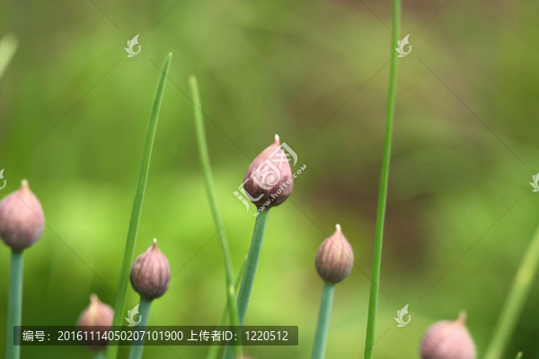 韭菜文化