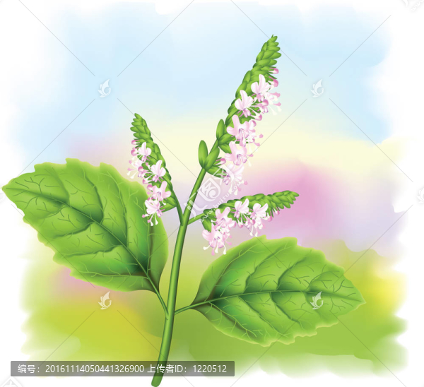 植物廣藿香（Pogostemon,cablini）。