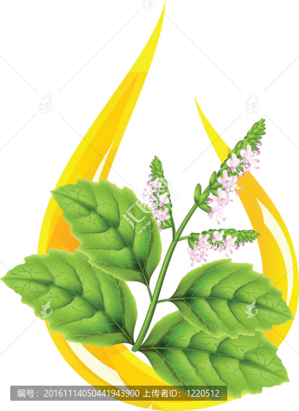 廣藿香精油（Pogostemon,cablini）。程式化的下降。