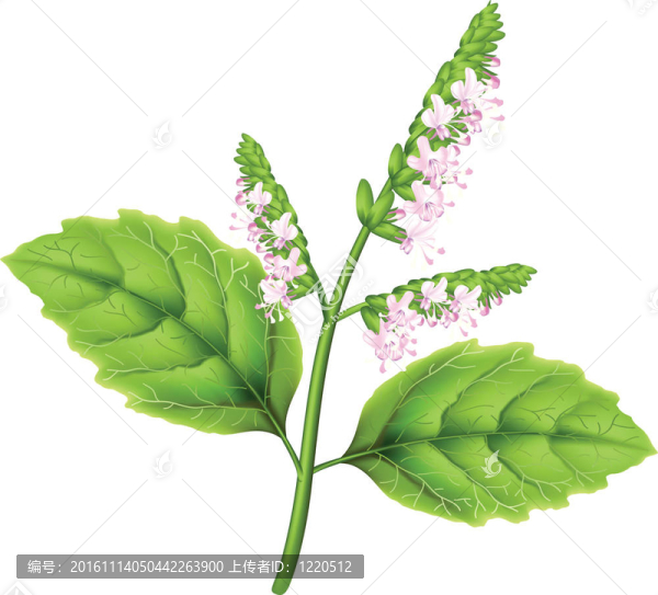 Patchoul（Pogostemon,cablini）