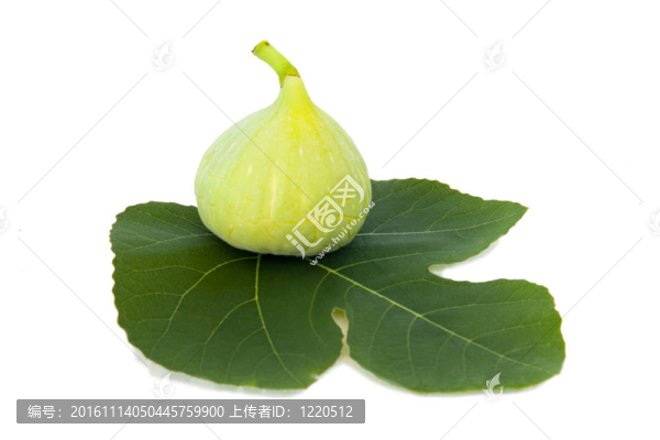 白色背景上分離的無(wú)花果