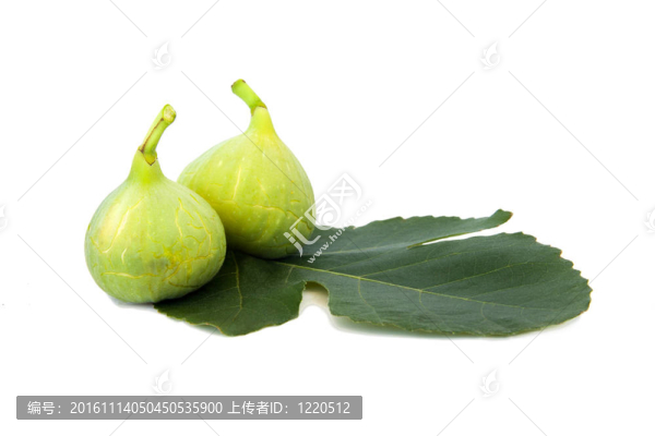 白色背景上分離的無花果