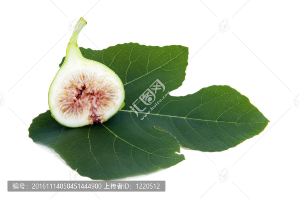 白色背景上分離的無花果