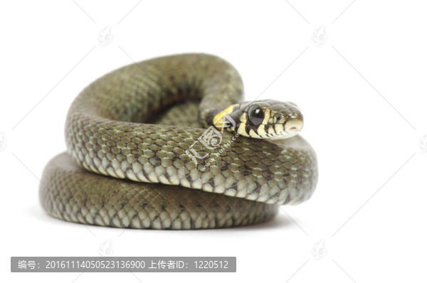 蛇