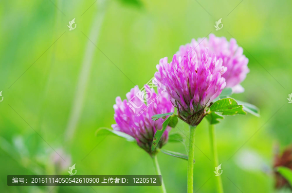 花的三葉草