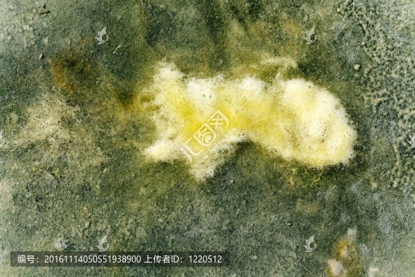 泥藻紋理