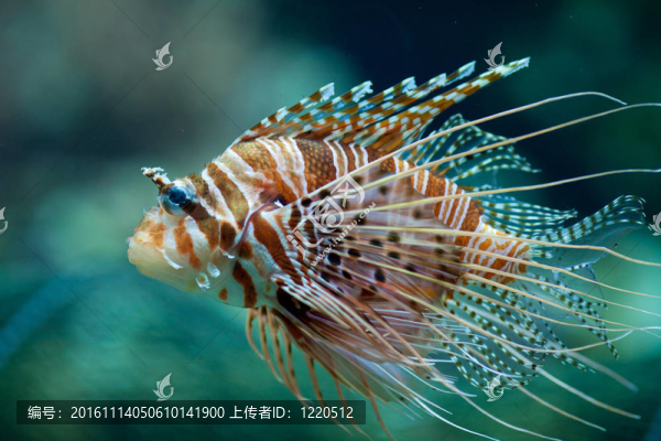 Pterois,antennata魚、獅子魚