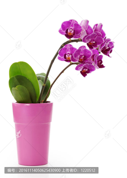 蘭花