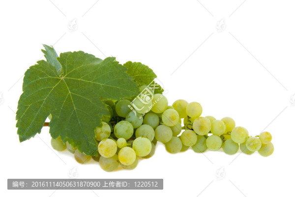 白色背景上分離的葡萄