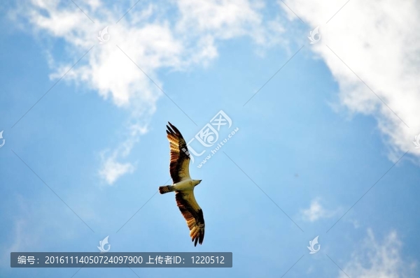 魚鷹