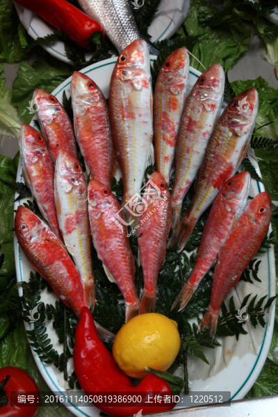 紅鯔魚
