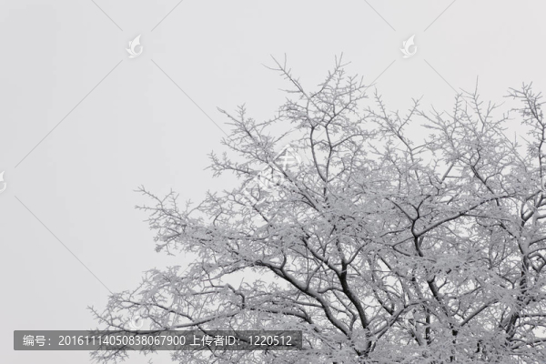 白色的季節(jié)