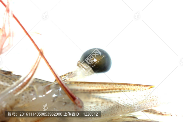 鮮蝦