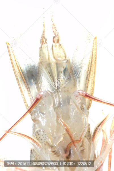 鮮蝦