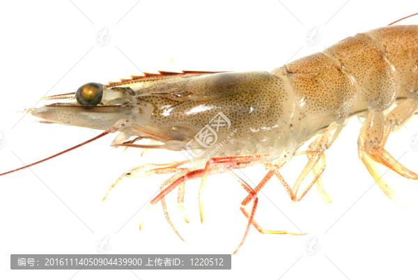 鮮蝦