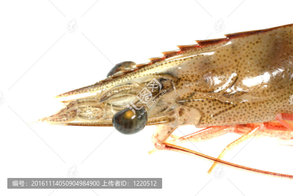 鮮蝦