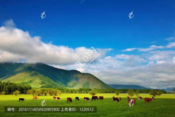 吃草的牛