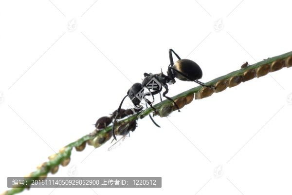 螞蟻和蚜蟲