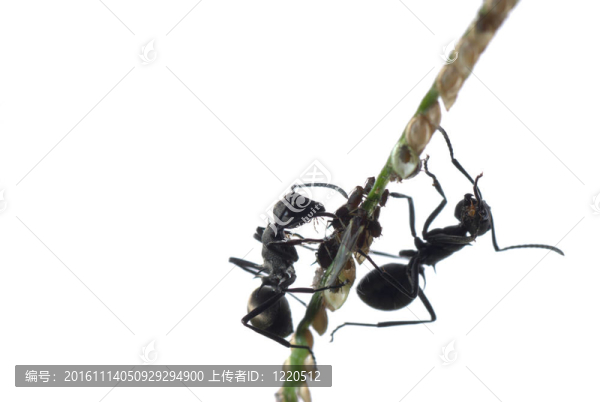 螞蟻和蚜蟲