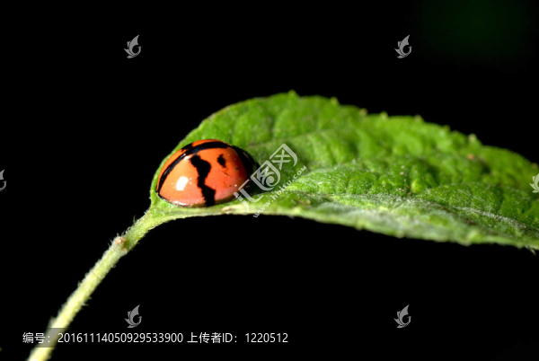 瓢蟲