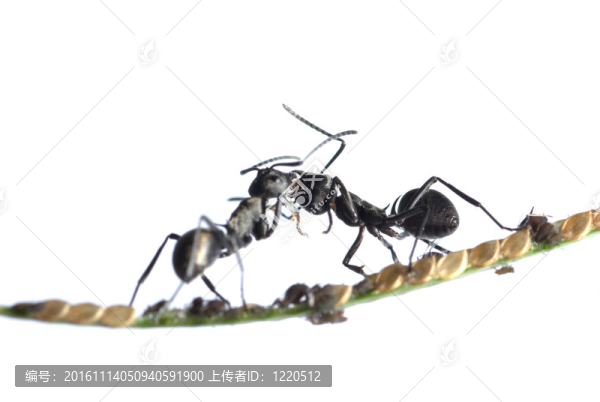 螞蟻與蚜蟲共生