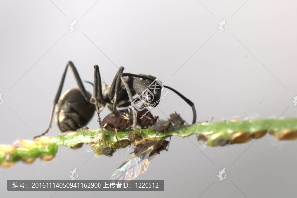螞蟻與蚜蟲共生