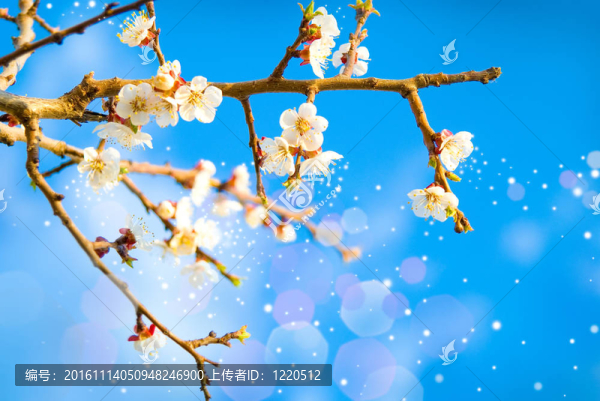 春季開(kāi)花的氣味。櫻桃弗洛