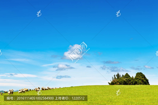 綠地和藍天