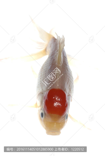 金色的魚