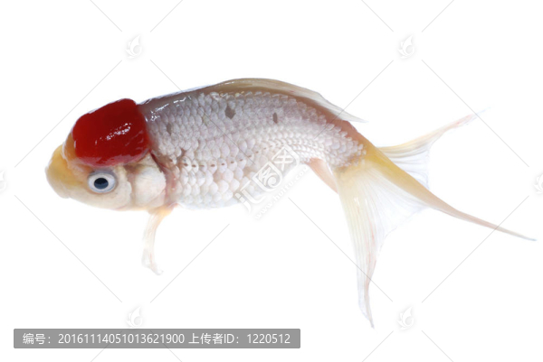 金色的魚(yú)