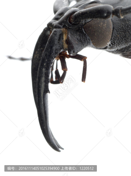 昆蟲(chóng)天牛頭大