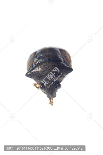 盾蝽