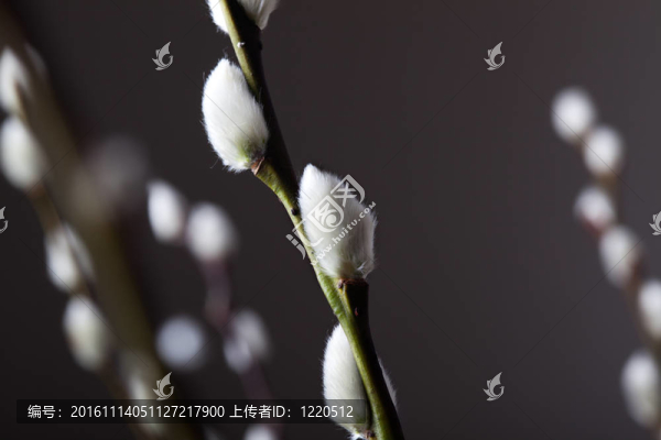 柳絮