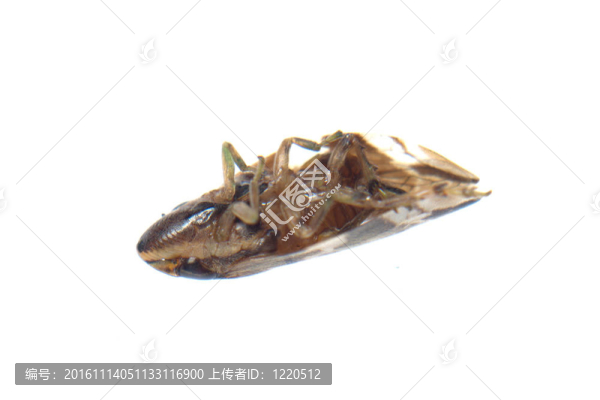 微小的昆蟲葉蟬