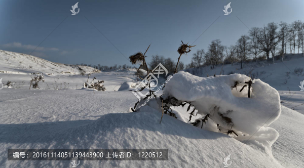 雪8。