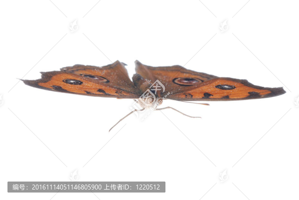 孔雀三色堇蝴蝶飛；Junonia,almana