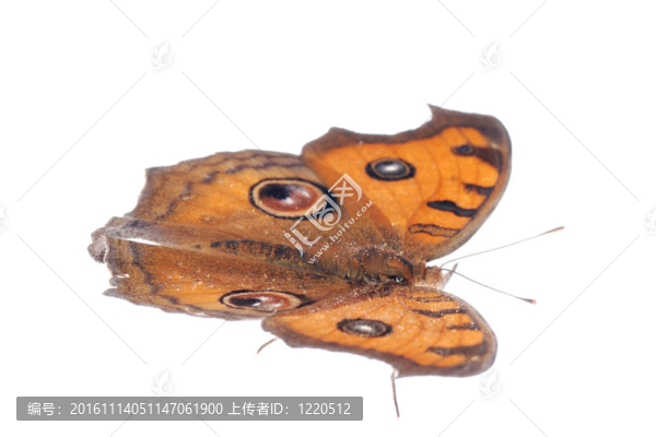 孔雀三色堇蝴蝶飛；Junonia,almana