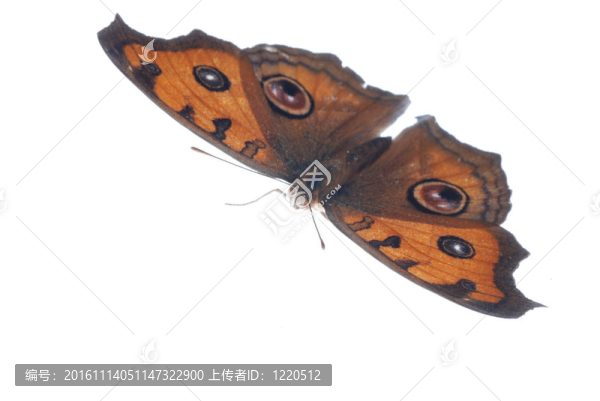 孔雀三色堇蝴蝶飛；Junonia,almana