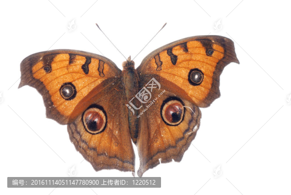 孔雀三色堇蝴蝶；Junonia,almana