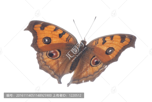 孔雀三色堇蝴蝶飛；Junonia,almana